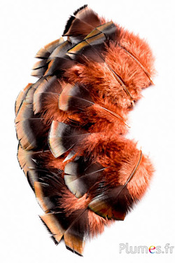 Dindon bronze - 5-15 cm - saumon rosé
